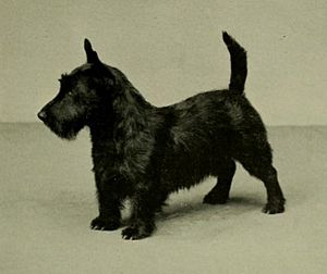 Scottish Terrier Sire.jpg
