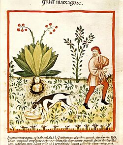 Tacuinum Sanitatis Mandrake Dog