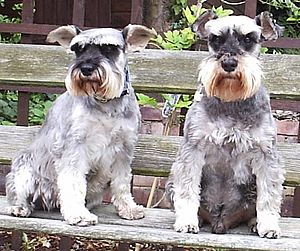 Two miniature schnauzers (female and male)