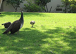 Peafowl, a symbol of Arcadia, walking on a lawn in Arcadia