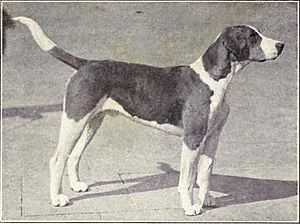 English Foxhound from 1915
