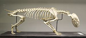 European badger (Meles meles) skeleton at the Royal Veterinary College anatomy museum