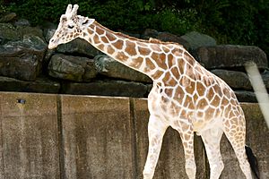 Giraffe at the Memphis Zoo