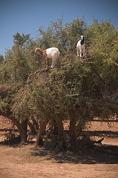 Goats on an Argan (Argania spinosa) tree in Morocco