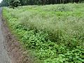 Parthenium smothering native flora in Biodiversity Rich Forest
