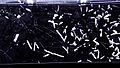 Radon decay in a cloud chamber