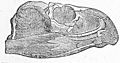 Rhynchosaurus articeps
