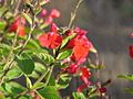 Salvia blepharophylla1