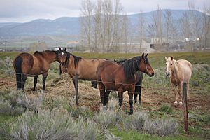 Utah Horses