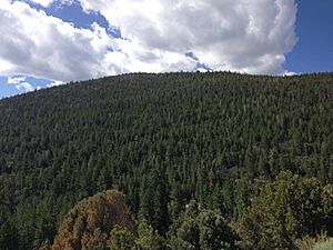 2013-07-14 09 22 54 Conifer forest along Wheeler Peak Scenic Drive in Great Basin National Park