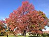 2014-11-02 13 06 29 Sweet Gum during autumn along Lower Ferry Road in Ewing, New Jersey.JPG
