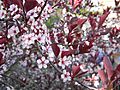 8Cherry blossoms
