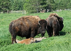 BisonCowsCalf