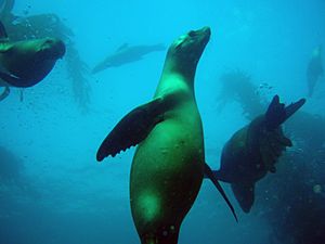 California sea lions in the kelp forest off San Miguel Island