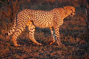 Cheetah Umfolozi SouthAfrica MWegmann.jpg