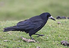 Corvus frugilegus -Dartmoor, Devon, England-8.jpg