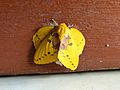Female rose-myrtle lappet moth