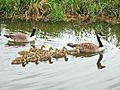 Geese and goslings swim in V-formation - geograph.org.uk - 429191
