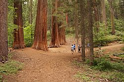 Giant Sequoias of Merced Grove.jpg