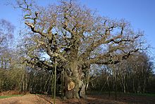 Image-Major Oak in Sherwood Forest in 2006 (2)