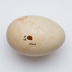 New Zealand Black Teal egg, Aythya novaeseelandiae (cropped)