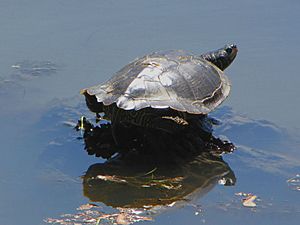 Northern Map Turtle, sunning