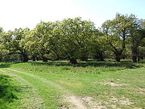 Oak Grove in 'The Thicks', part of Staverton Park - geograph.org.uk - 1281424.jpg