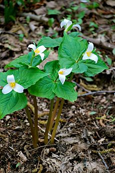 Trilliums at Dash Point State Park