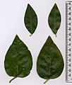 Vinca major-minor leaves