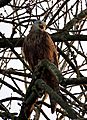 Young Red Kite