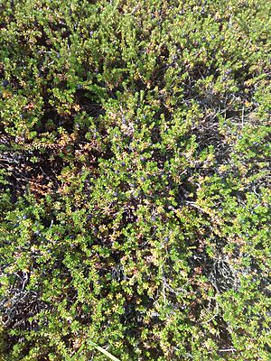 Alaskan Crowberry from alpine-tundra regions