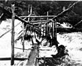Fish trap in Tamgas Stream, Annette Island, Alaska, July 26, 1910 (COBB 156)