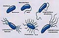 Flagellar arrangement in bacteria