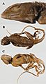Lacerta plica holotype - ZooKeys-355-049-g005