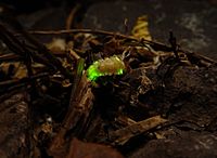 Leuchtkäfer - Firefly