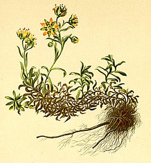 Saxifraga aizoides Atlas Alpenflora