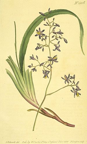 The Botanical Magazine Vol 15 Plate 505 - Dianella caerulea (Blue Dianella)