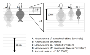 20210212 Anomalocaris size comparison