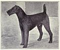 Airedale Terrier circa 1915