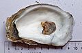 Eastern oyster inside