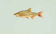 Golden shiner fish notemigonus crysoleucas.jpg