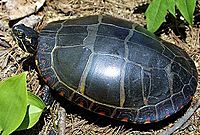 Full overhead shot of an eastern painted turtle