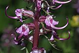 Pedicularis groenlandica 9907