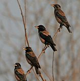 Rosy Starling (Sturnus roseus) near Hyderabad W2 IMG 4837.jpg