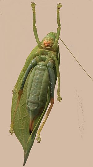 Tettigoniidae Zabalius aridus True Leaf Katydid 2012 06 04 6713