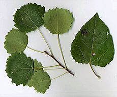 Aspen-leaves