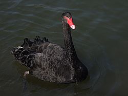 Black swan rdg.jpg