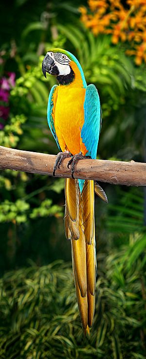 A blue-and-yellow macaw (Ara ararauna)