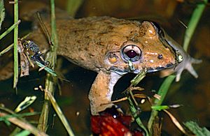 Crab-eating Frog (Fejervarya cancrivora) (14136245104)