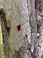 Eucalyptus tereticornis - trunk bark